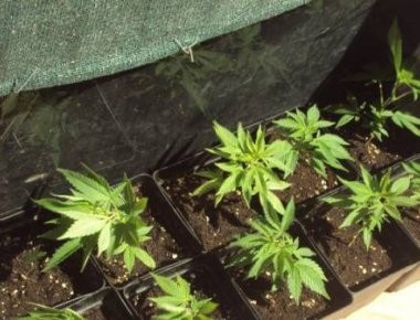 Ηράκλειο: Σύλληψη 34χρονου για καλλιέργεια και κατοχή κάνναβης